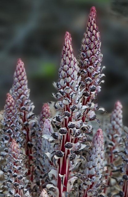 Allotrpa virgata - Candy Stripe.jpg
